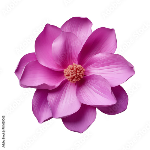Pink isolated blooming flower with vibrant petals.