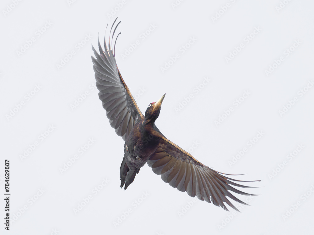 Fototapeta premium Black Woodpecker , Dryocopus martius) flying , down view