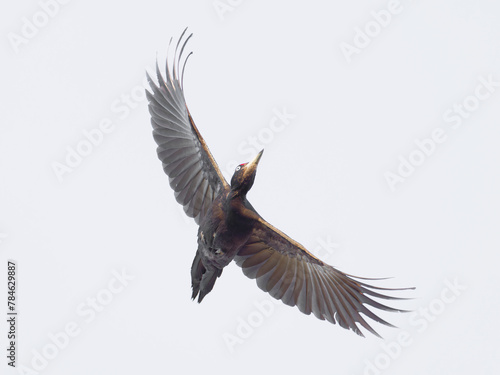 Black Woodpecker , Dryocopus martius) flying , down view