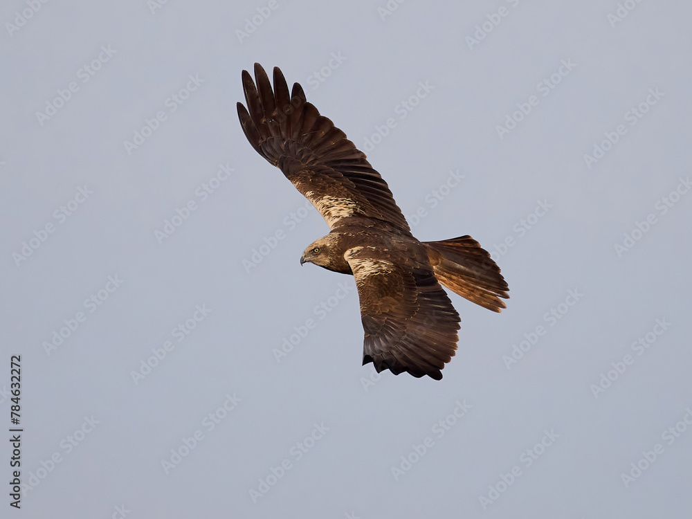 Obraz premium Western marsh harrier (Circus aeruginosus)