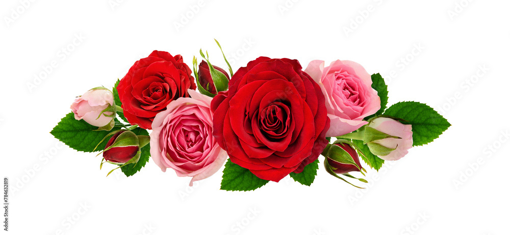 Red and pink rose flowers and green leaves in a line arrangement isolated on white or transparent background. Flat lay. Top view.