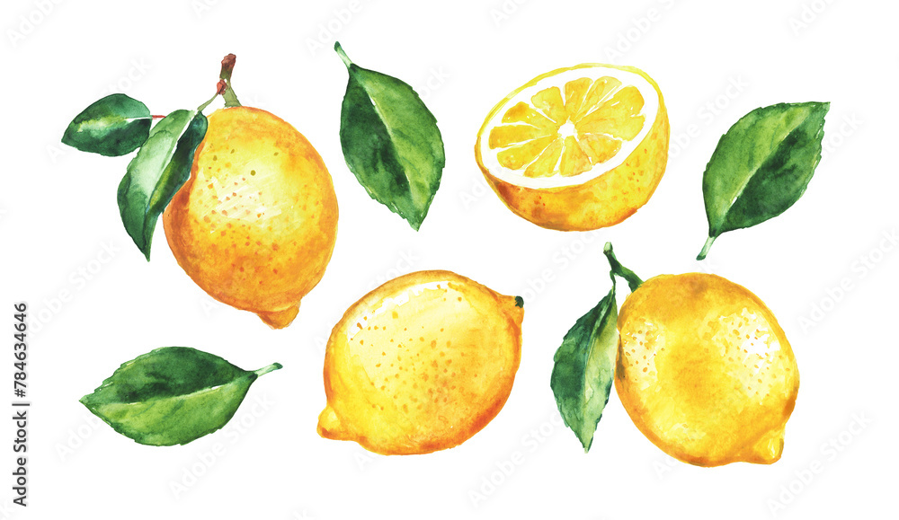 Lemon , set of lemons  on a transparent background , citron, watercolor illustration, lime , fruit, lemons and leaves, citrus - obrazy, fototapety, plakaty 