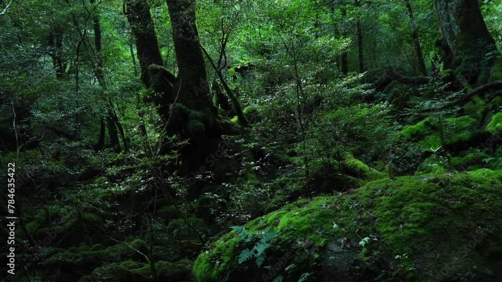 もののけの森_白谷雲水峡 もののけの森_白谷雲水峡