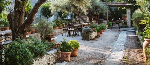 Olive trees and potted herbs create a Mediterranean garden atmosphere in Croatian cafes.