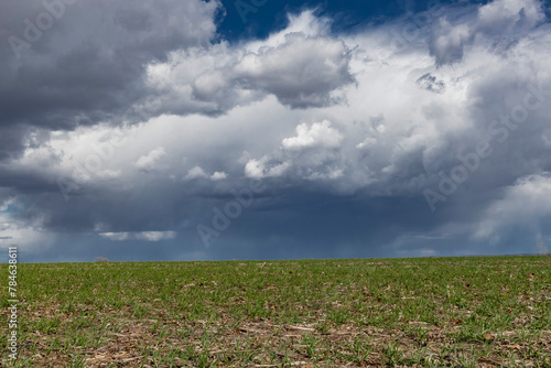 A young winter wheat field in the spring with dark storm clouds and rain shafts.