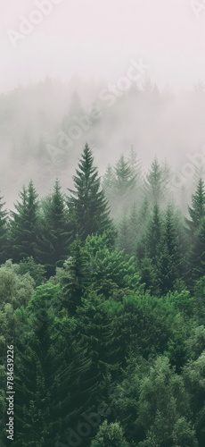 Vibrant Forest Landscape Scene, Amazing and simple wallpaper, for mobile © Dolgren