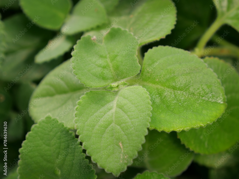A beautiful close-up of an exotic green leaf in the middle of the jungle. Background image for a nature-themed work A beautiful close-up of an exotic green leaf in the middle of the jungle. Background image for a nature-themed work