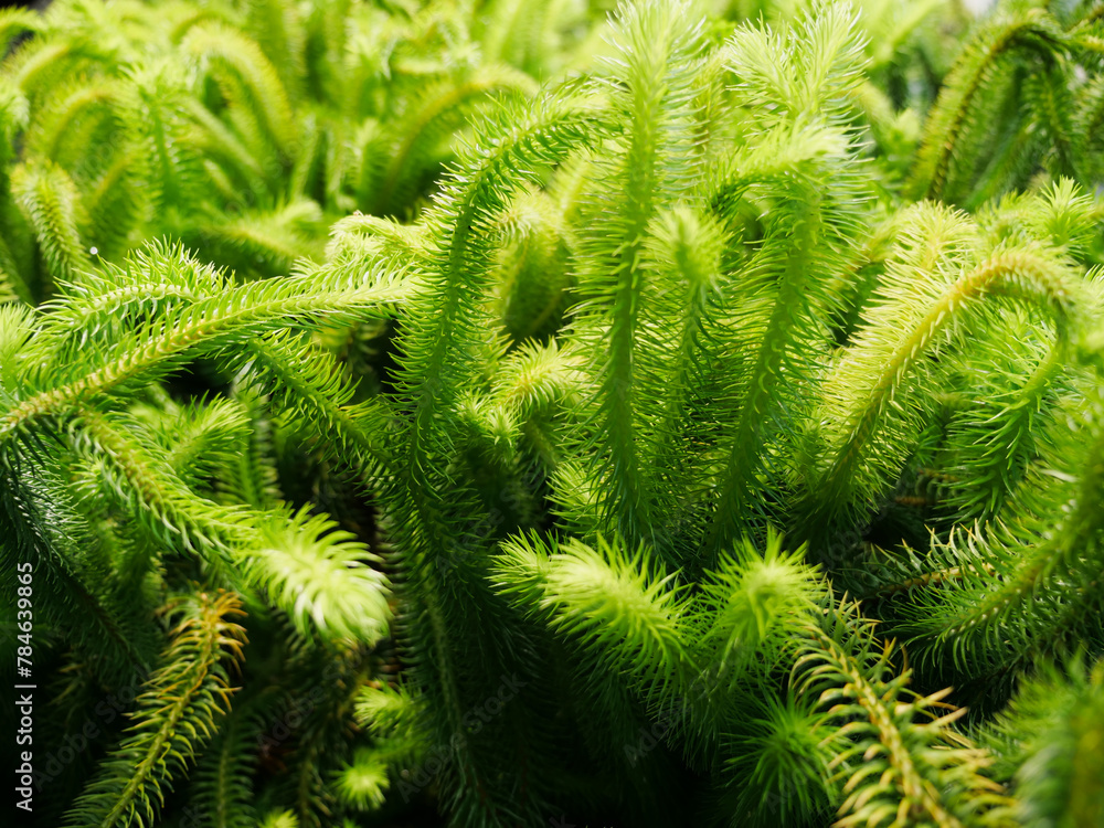 A beautiful close-up of an exotic green leaf in the middle of the jungle. Background image for a nature-themed work A beautiful close-up of an exotic green leaf in the middle of the jungle. Background image for a nature-themed work