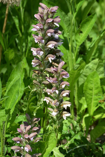 Akanthus, Bärenklau,  Acanthus hungaricus photo