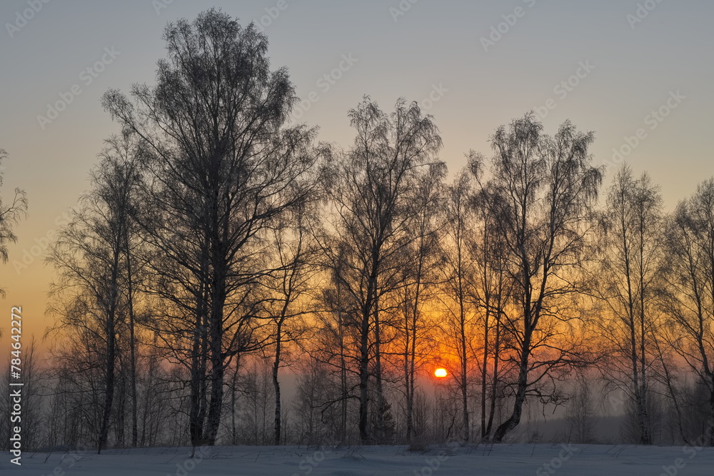 Russia. Kemerovo region - Kuzbass. Sunrise on a frosty winter morning through birch trees without foliage.