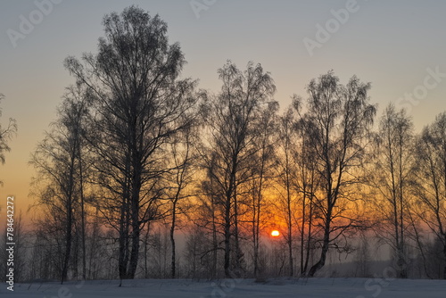 Russia. Kemerovo region - Kuzbass. Sunrise on a frosty winter morning through birch trees without foliage. © Александр Катаржин