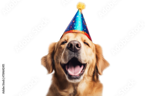 A golden retriever dog wearing a blue party hat is smiling with its eyes closed. © NightTampa