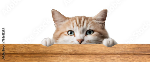 A cat peeks over the edge of a wooden table with wide curious eyes on isolated with transparent concept