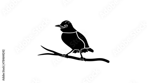 Robin bird, black isolated silhouette