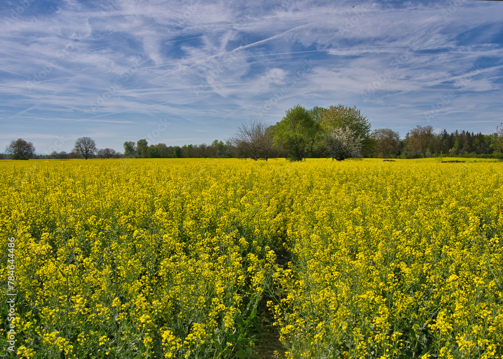 Obraz premium Frühling in der Ortenau bei Kappel-Grafenhausen