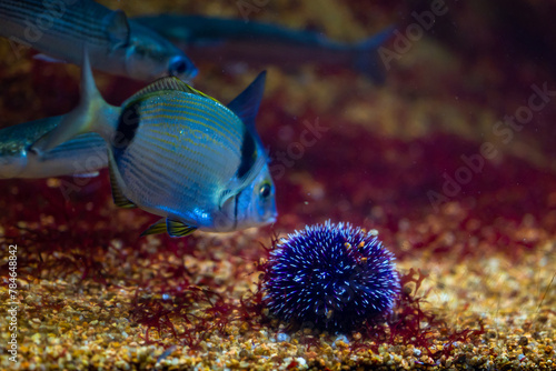 Fototapeta Naklejka Na Ścianę i Meble -  Fluid fish swim near electric blue sea urchin in underwater tank