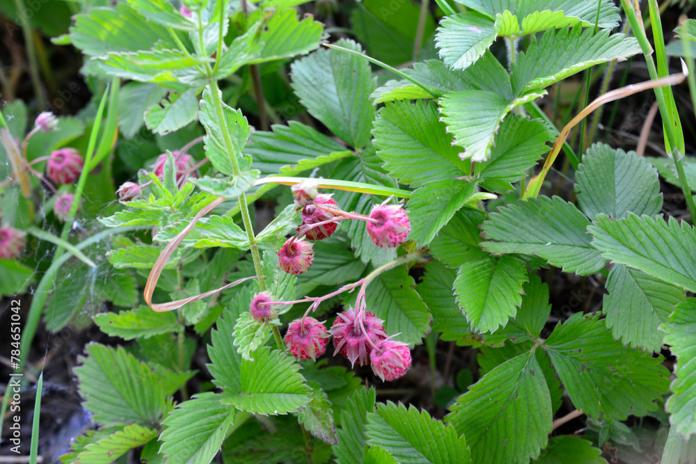a bush with wild strawberry berries and green leaves a bush with wild strawberry berries and green leaves
