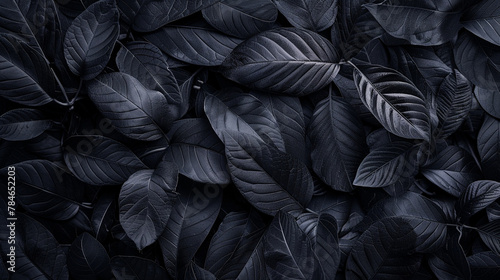 black plant leaves wallpaper 