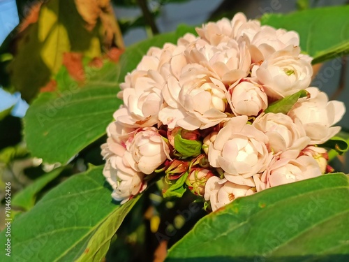 Jasminum Sambac, famously known as Mogra or Beli Flower photo