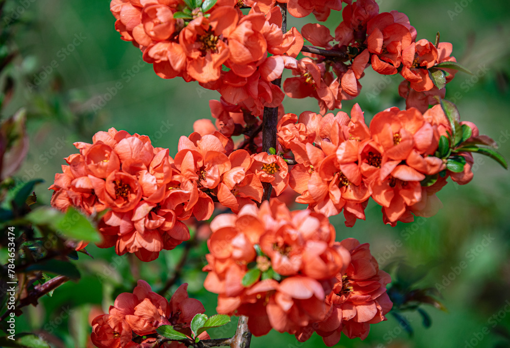 Fototapeta premium Japanese quince flowers chaenomeles and spring garden 