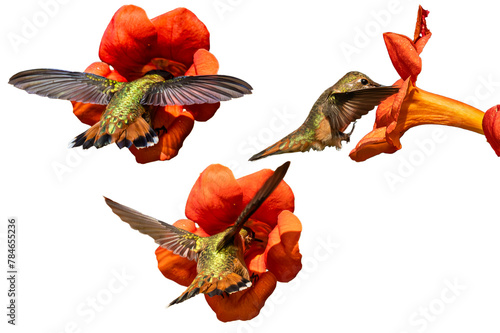 Rufous Hummingbird (Selasphorus rufus) Photos, Feeding on Trumpet Vine Blooms, on a Transparent PNG Background