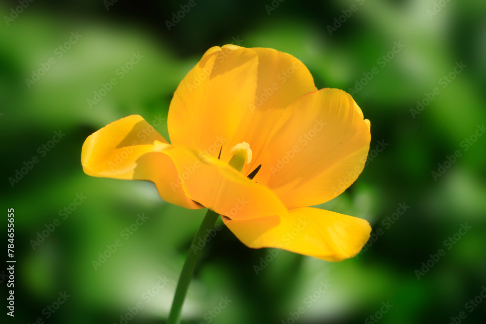 Colorful spring blossom on nature background Colorful spring blossom on nature background