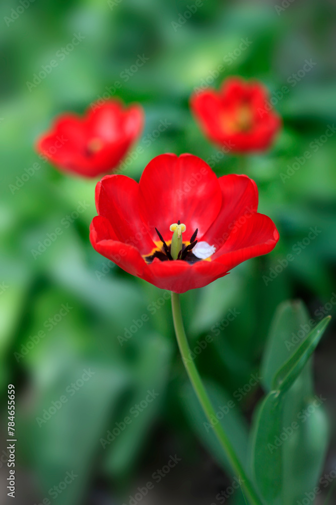 Colorful spring blossom on nature background Colorful spring blossom on nature background