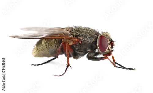 Housefly insect, Musca domestica, isolated on white, clipping