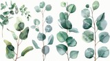 Stylized Watercolor Eucalyptus Clipart on White Background Generative AI