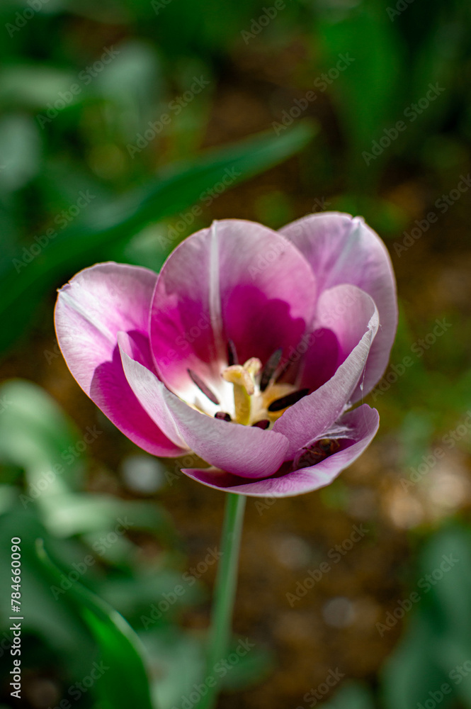 lalea de culoare violet superba lalea de culoare violet superba