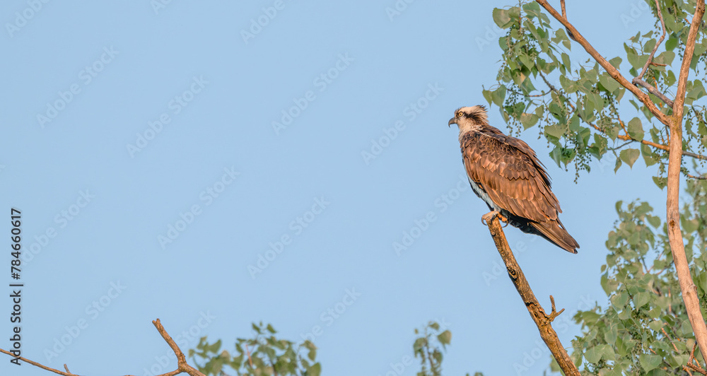 Closeup of an osprey perched on top of a broken tree branch. Closeup of an osprey perched on top of a broken tree branch.