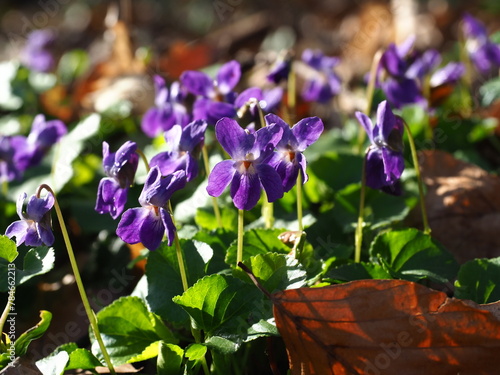 Wood Violet in sunshine - March 2024
