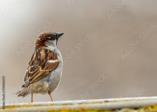 House Sparrow (Passer domesticus) - Found worldwide