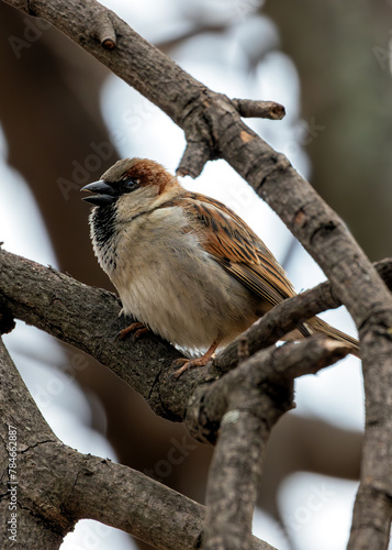 Canvas Print House Sparrow (Passer domesticus) - Found worldwide