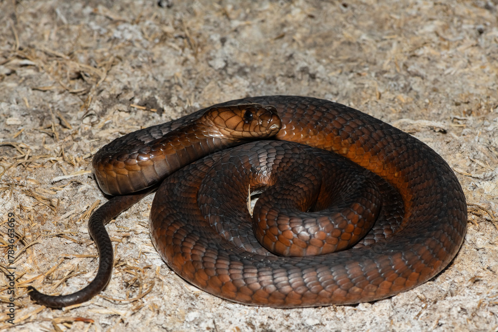 A highly venomous Anchieta’s Cobra (Naja anchietae) active in the wild during dusk