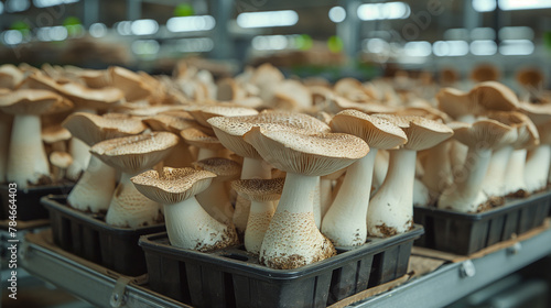Photography, king oyster mushrooms grown in large areas in high-tech indoor greenhouses, king oyster mushrooms grow in individual bottom boxes, overhead shot, long shot, super long shot, neat, clean