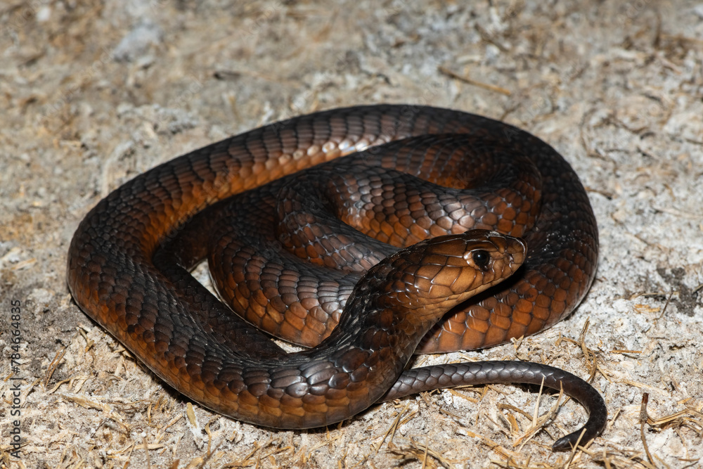 Fototapeta premium A highly venomous Anchieta’s Cobra (Naja anchietae) active in the wild during dusk