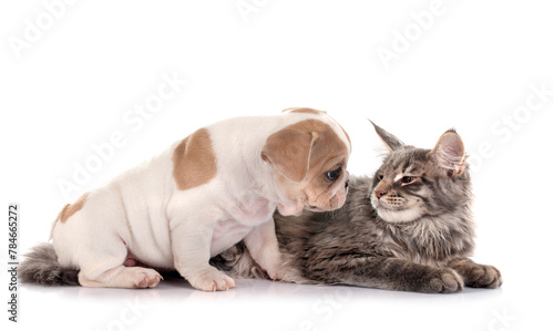 maine coon kitten and french bulldog