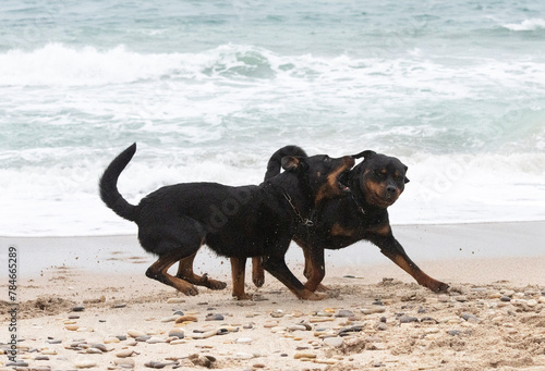 rottweiler and beauceron on the beach photo