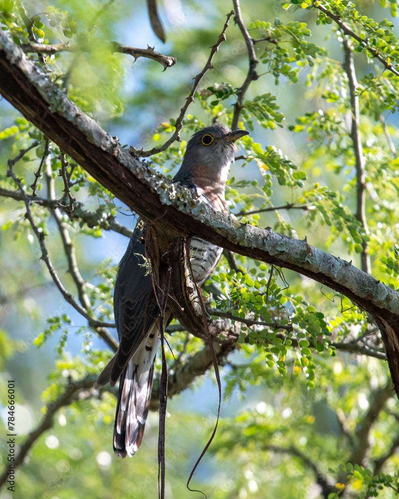 Red-chested Cuckoo illusive hiding in tree savanna kruger national park south africa Red-chested Cuckoo illusive hiding in tree savanna kruger national park south africa