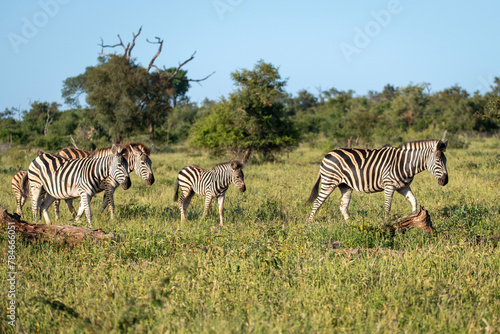 Zebras walking across savanna in kruger national park blue skies baby zebra