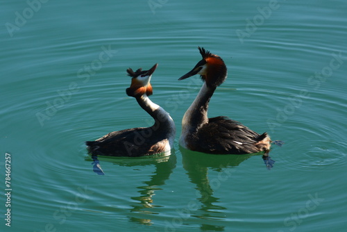 la danza degli svassi