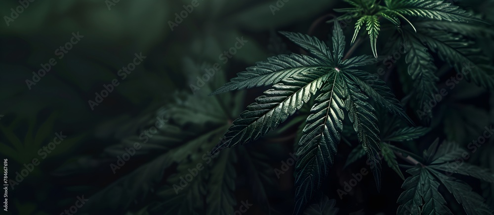 CBD Beautiful background green cannabis plantation, beautiful marijuana leaves with dark shadows, Medical Legal plant product oil concept, alternative herb medicine, banner empty copyspace for text 