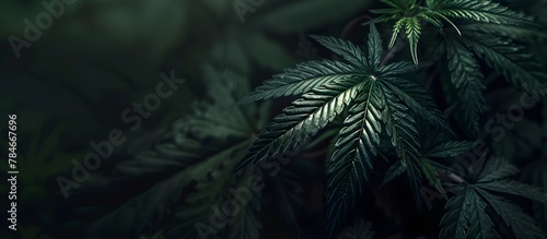 CBD Beautiful background green cannabis plantation, beautiful marijuana leaves with dark shadows, Medical Legal plant product oil concept, alternative herb medicine, banner empty copyspace for text 