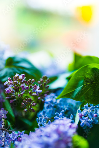 Lilac bush close up with blurred background 