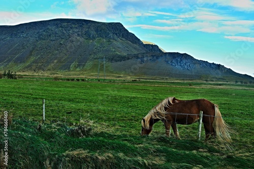 Iceland-view of horse on pasture near Selfoss