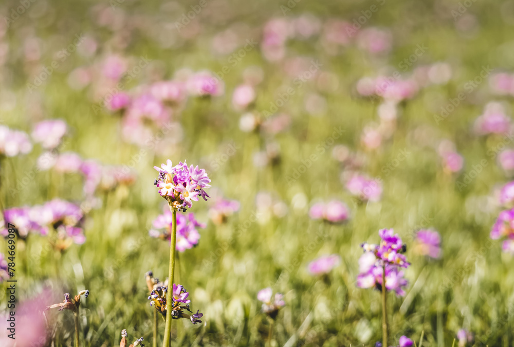 Purple and pink flowers in bright green grass in the mountains, in macro on a clearing in the morning, for a nature background in macro Purple and pink flowers in bright green grass in the mountains, in macro on a clearing in the morning, for a nature background in macro