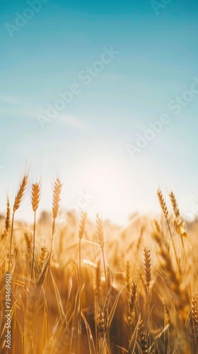 Golden Wheat Field at Sunrise with Warm Skies and Glowing Horizon
