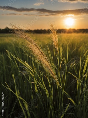 Captivating scene unfolds as sun sets  casting golden glow over lush field of green grass. This warm light creates long shadows  illuminates delicate  feathery tops of grass.