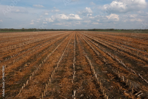 Effect of glyphosate herbicide sprayed on autumn-sown grain between stubbles of maize
